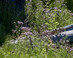 Icteria virens auricollis