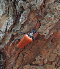 Stenelytrana emarginata
