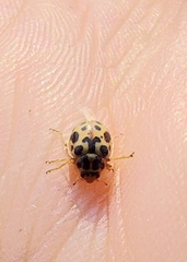 Anisosticta bitriangularis