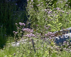 Icteria virens auricollis