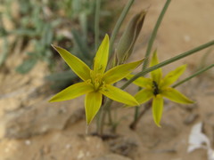 Gagea reticulata