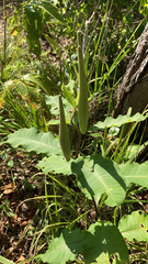 Asclepias amplexicaulis
