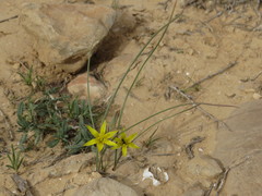 Gagea reticulata