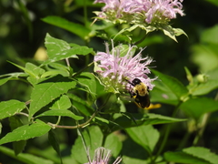 Bombus griseocollis