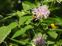 Bombus griseocollis