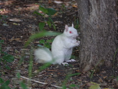 Sciurus carolinensis