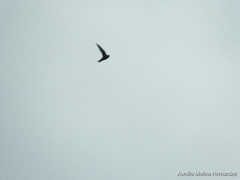 Streptoprocne zonaris