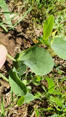 Coronilla scorpioides image