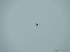 Streptoprocne zonaris