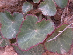 Umbilicus intermedius