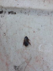 Pycnoscelus surinamensis