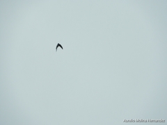 Streptoprocne zonaris