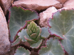 Umbilicus intermedius