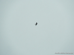 Streptoprocne zonaris