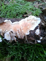 Spongiporus leucospongia