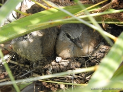 Columbina talpacoti
