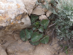 Umbilicus intermedius