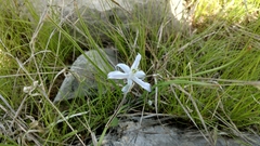 Androstephium coeruleum