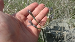 Androstephium coeruleum