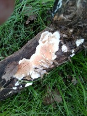 Spongiporus leucospongia