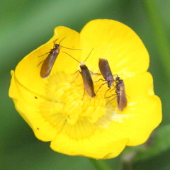 Micropterix calthella