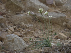 Allium negevense