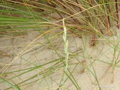 Elymus farctus