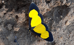 Cyllopodini
