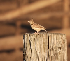 Galerida cristata meridionalis