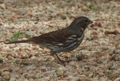 Passerella iliaca