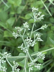 Eupatorium rotundifolium