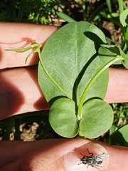 Coronilla scorpioides image