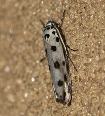 Ethmia sphaerosticha