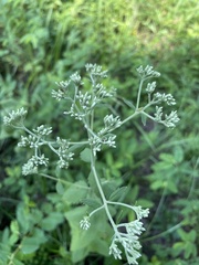 Eupatorium rotundifolium