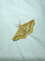 Euchlaena tigrinaria