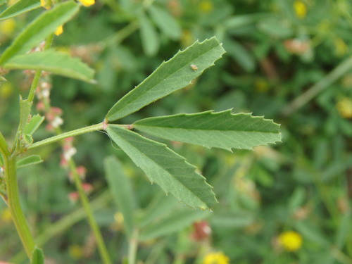 Melilotus indicus image