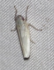 Cofana spectra