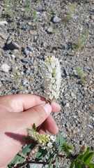 Astragalus inopinatus