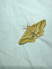 Euchlaena tigrinaria