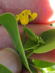 Coronilla scorpioides image