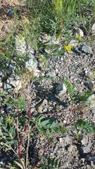 Astragalus inopinatus
