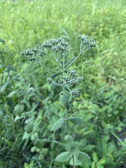 Eupatorium rotundifolium