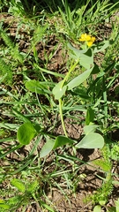 Coronilla scorpioides image