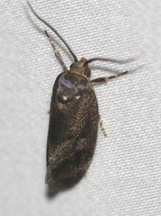 Pycnocera hypoxantha