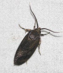 Pycnocera hypoxantha