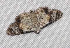 Araeopteron epiphracta