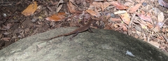 Anolis cristatellus