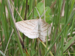 Perconia strigillaria