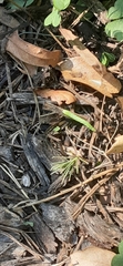 Lepidoptera