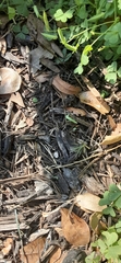 Lepidoptera